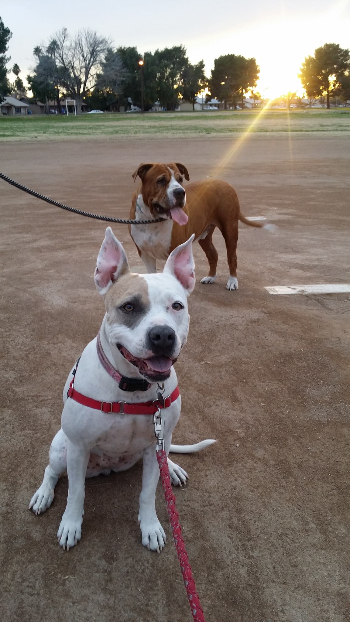 Cutest Dogs in Phoenix The Content Center